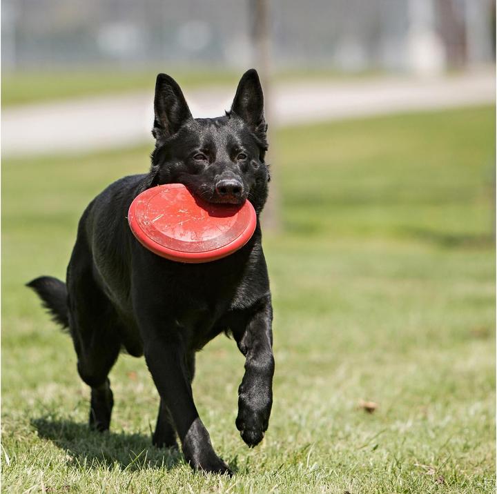 Image du produit KONG Flyer (Jouet à lancer chien)