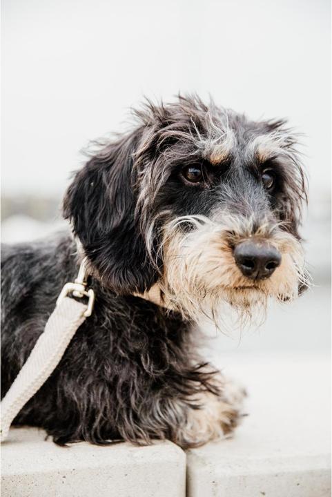 Produktbild Kentucky Dogwear Hundeleine Wool 200 cm (Hund, Hundesport)