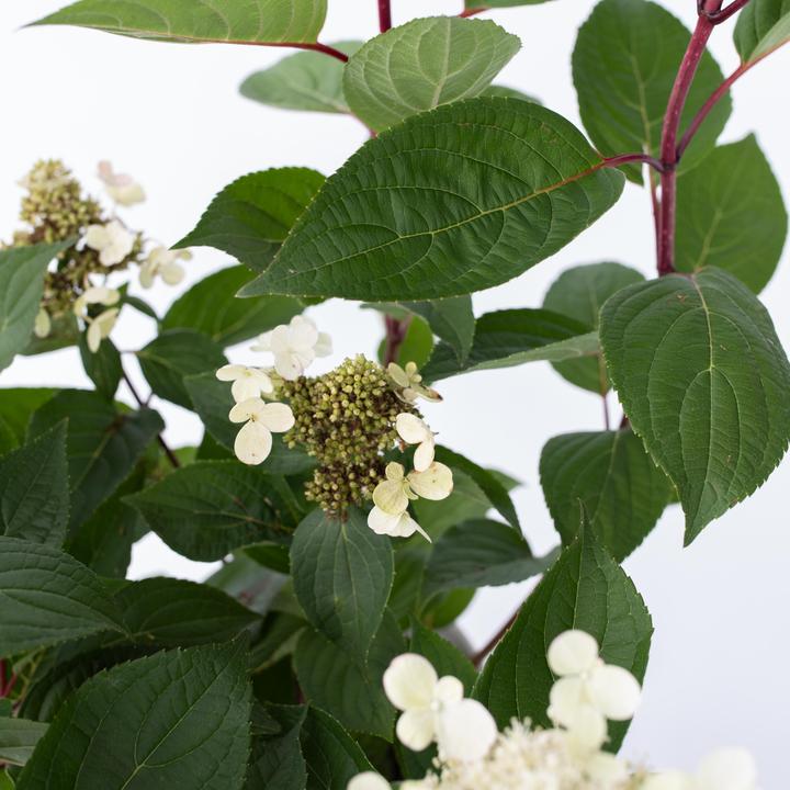 Produktbild Plant in a Box Hydrangea paniculata 'Early Harry' - 2er-Set Hortensie (25 cm)