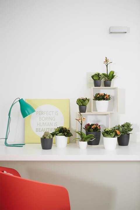 Actual product image Elho Brussels (13 cm)