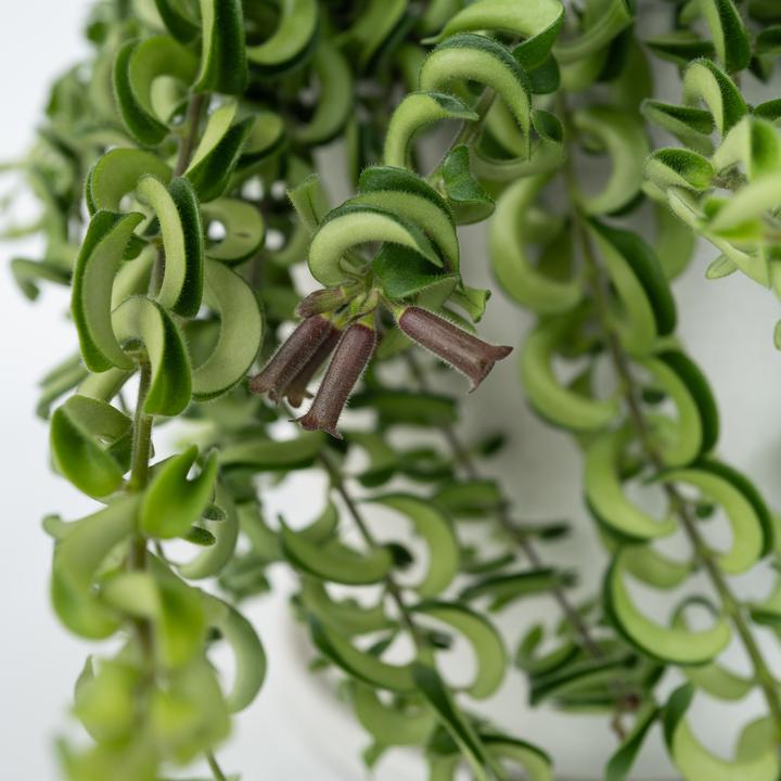 Produktbild Plant in a Box Aeschynantus Twister - 2er Set Twister Pflanze (20 cm)