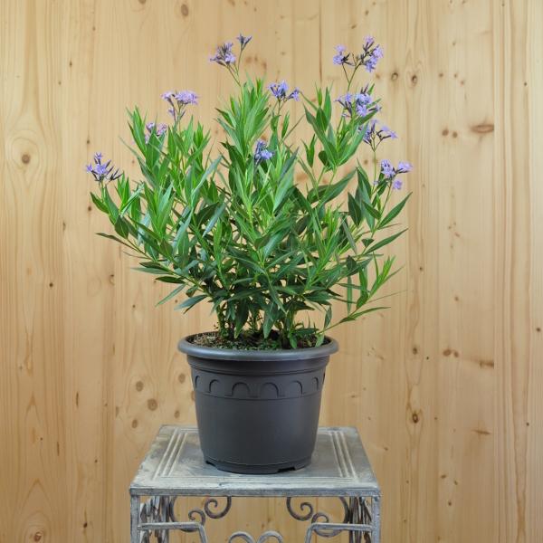 Immagine prodotto Säntispracht La stella tubolare blu - Amsonia tabernaemontana 'Blue Ice' (50 cm)