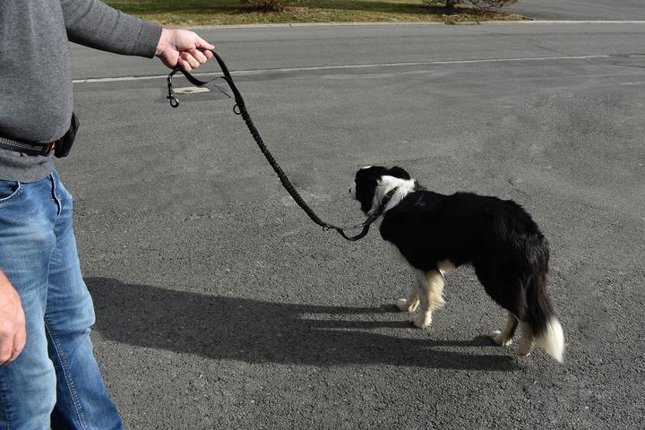 Image du produit Roony Leash de course (Chien)