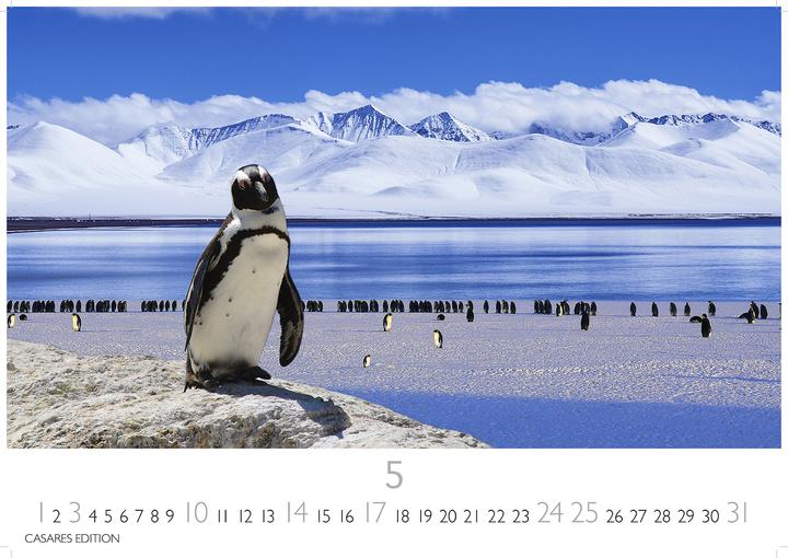 Actual product image Pinguine 2026 S 24x35cm (24 x 35 cm, German)