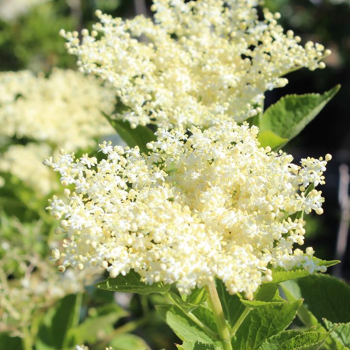 Actual product image Zulauf Schwarzer Holunder / Sambucus nigra (100 cm)