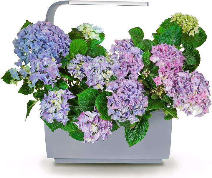 Immagine prodotto Tregren T6 Giardino d'inverno (17.50 cm)