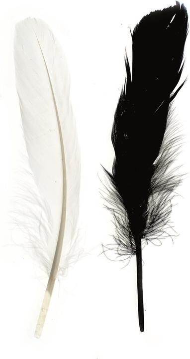 Image du produit Glorex Plume d'Indien