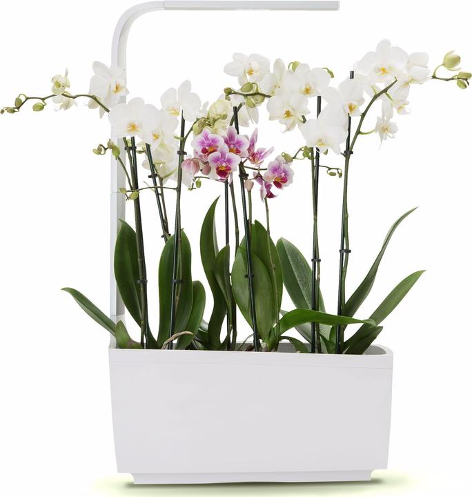 Image du produit Tregren Pot d'herbes T6 (34.50 cm)