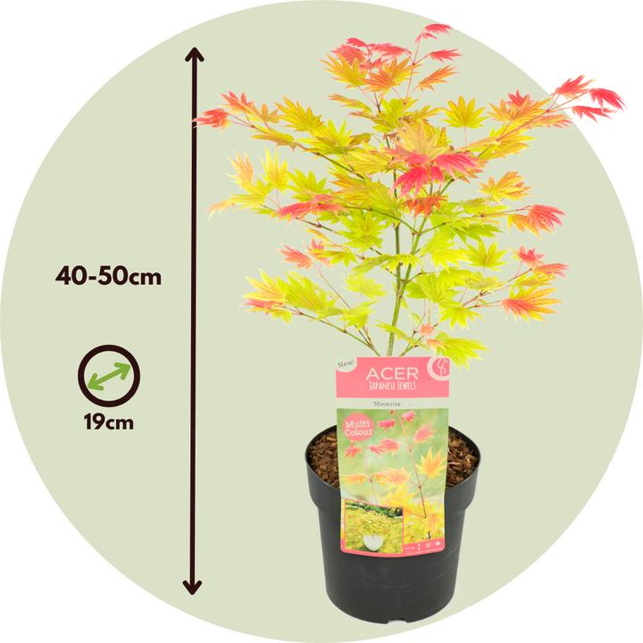 Image du produit Plant in a Box Acer palmatum 'Moonrise' - Érable à feuilles d'érable (40 cm)