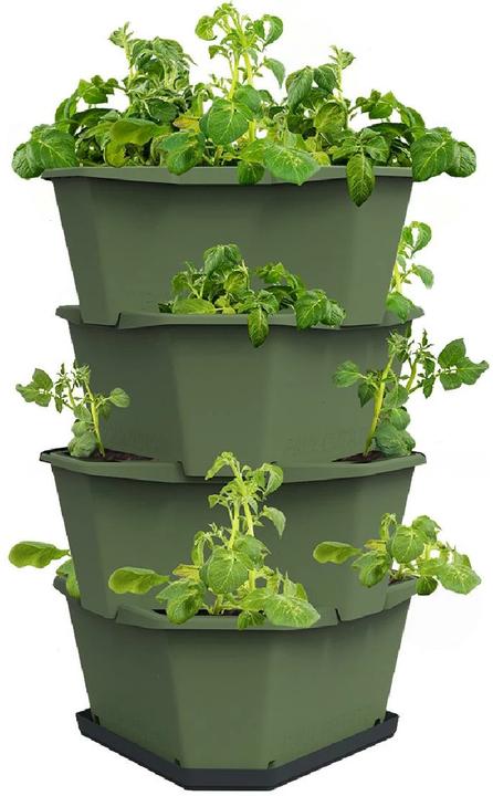 Actual product image Gusta Garden Paul Potato (38.80 cm)