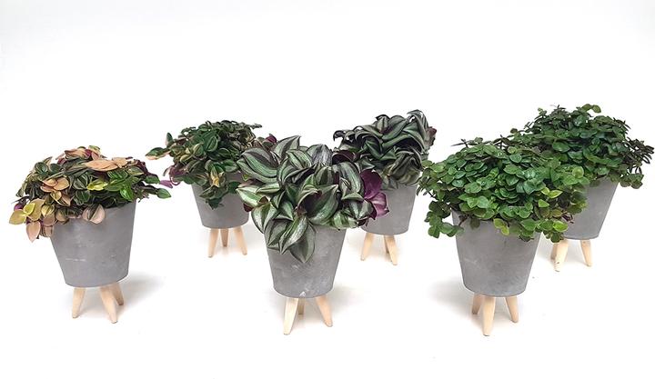 Immagine prodotto Rutishauser Blumen Set di decorazione della tavola da 6 (11 cm)