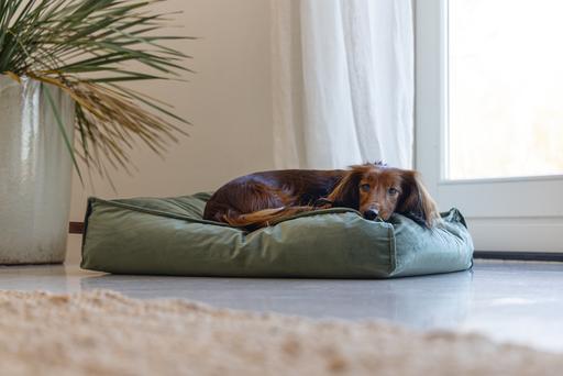 Productafbeelding Designed by Lotte Nalino (Hond)