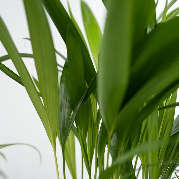 Produktbild Plant in a Box Chlorophytum, Cyperus, Musa, Areca - 4er Mischung Haustierfreundliche pflanzen (25 cm)