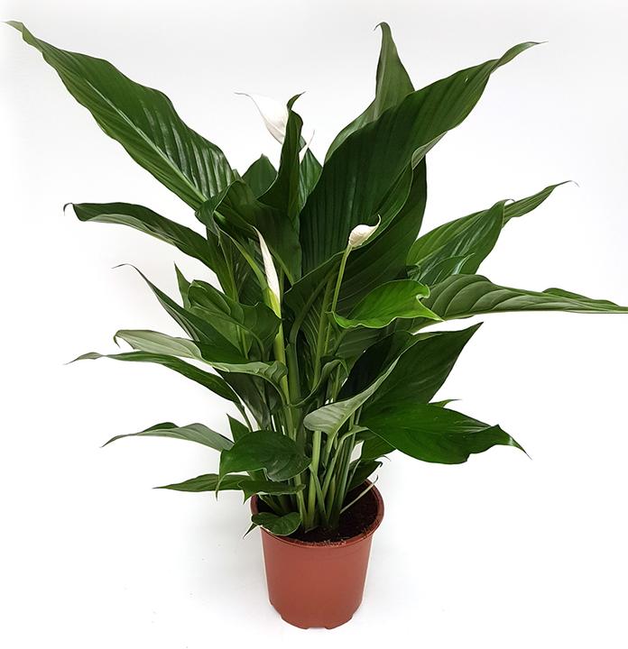 Image du produit Rutishauser Insérer (85 cm)