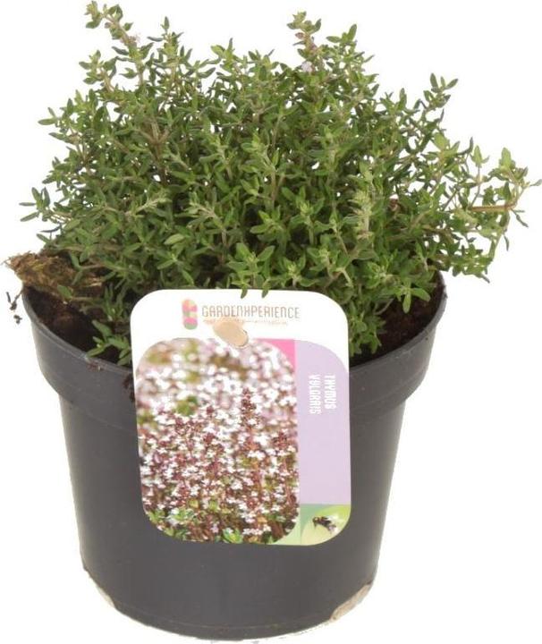 Mahaloplants Thymian (25 cm)
