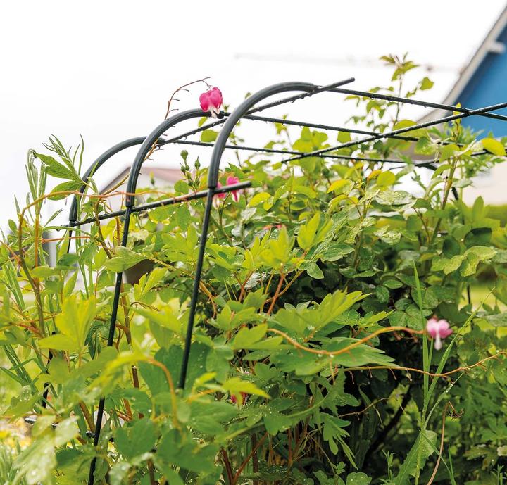Produktbild Bellissa Rankhilfe Andybell S L 70 x B 42 x H 70 cm, Pulver besch. grün, 4 mm (70 cm, 42 cm)