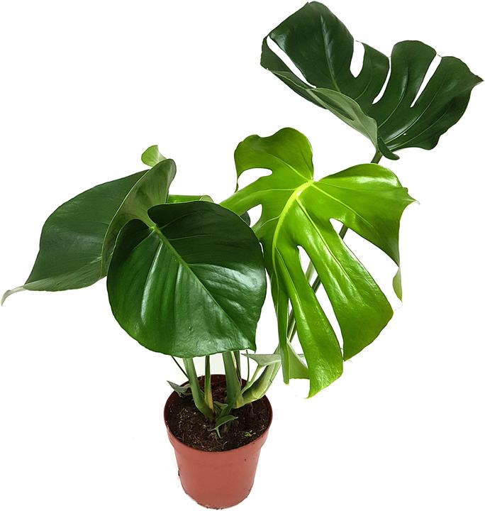 Produktbild Rutishauser Blumen Monstera Fensterblatt (60 cm)