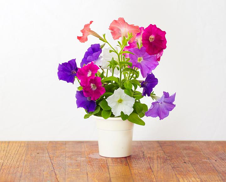 Produktbild Click and Grow Petunia (Blumensamen)