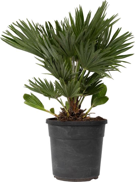 Produktbild Plant in a Box Chamaerops 'Vulcano' - Vulkan Zwergpalme (45 cm)