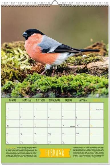 Immagine prodotto Calendario con poster degli uccelli canori nativi 2025 (Nessuna rilegatura, Tedesco)