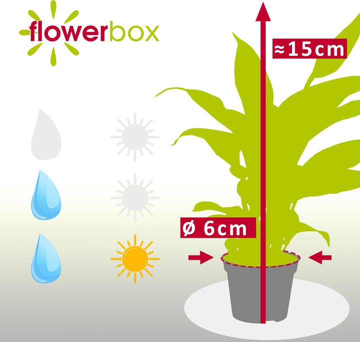 Actual product image Flowerbox Peace lily white - height ca. 15 cm, pot-Ø 6 cm - Spathiphyllum Yess (15 cm)