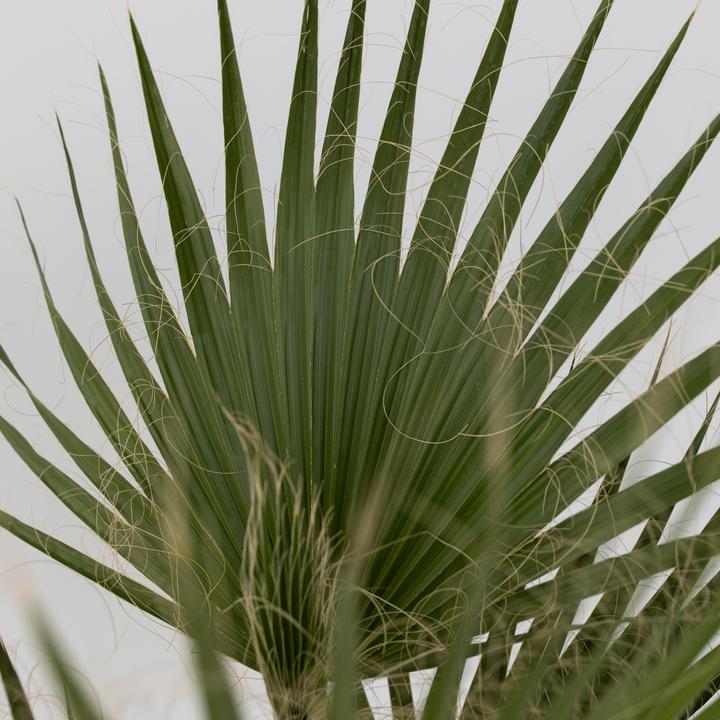 Actual product image Plant in a Box Washingtonia Robusta - Set of 2 Mexican fan palm (50 cm)