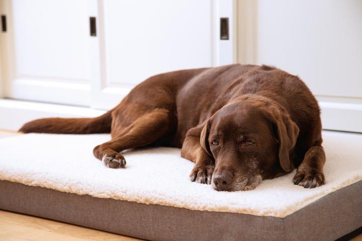 Actual product image Beeztees Zira (Dog)