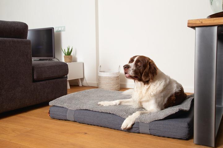 Produktbild Beeztees Duo (Hund)