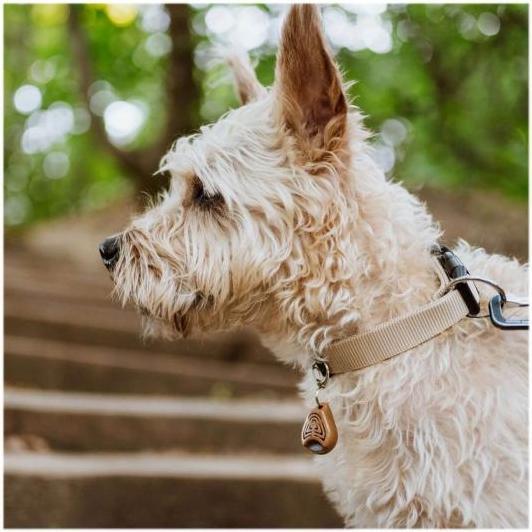 Productafbeelding Tickless ECO Bescherming tegen teken en vlooien voor huisdieren (Hond, 1 ml)