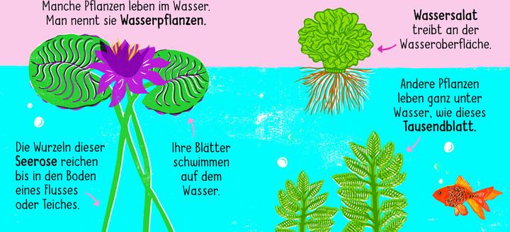 Produktbild 50 Wörter über die Natur - Pflanzen (Deutsch, Tara Pegley-Stanger, 2025)