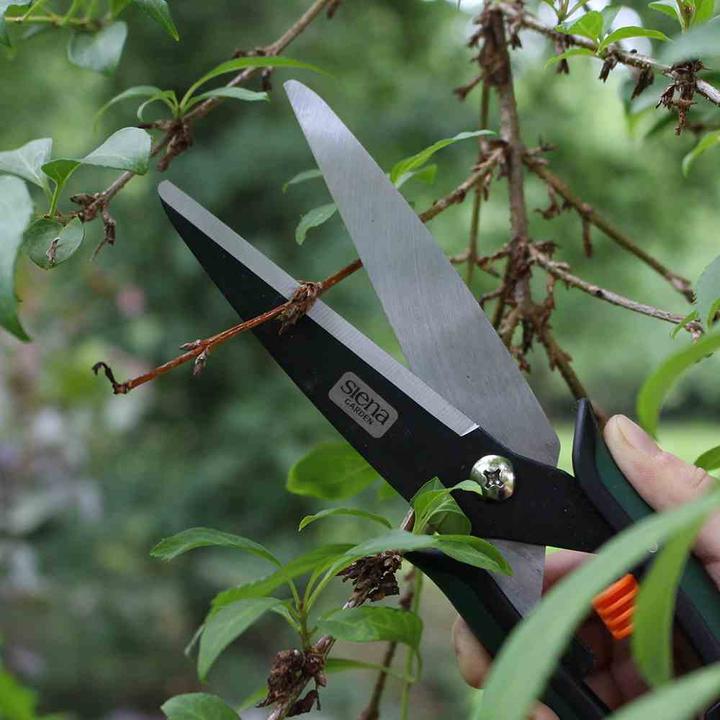 Actual product image Siena Garden Boxwood shears