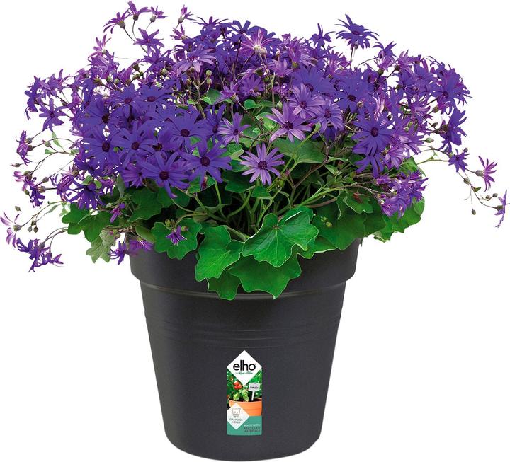 Image du produit Elho Green Basics (27 cm)
