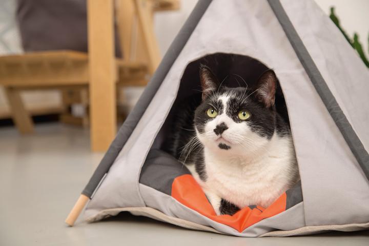 Actual product image Beeztees Tipi Tent (Cat)