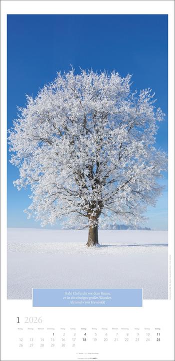 Actual product image Wunderwelt der Bäume Kalender 2026 (33 x 68 cm, German)