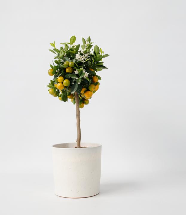 Actual product image Plant in a Box Citrus Mitis Calamondin - Orange tree (55 cm)
