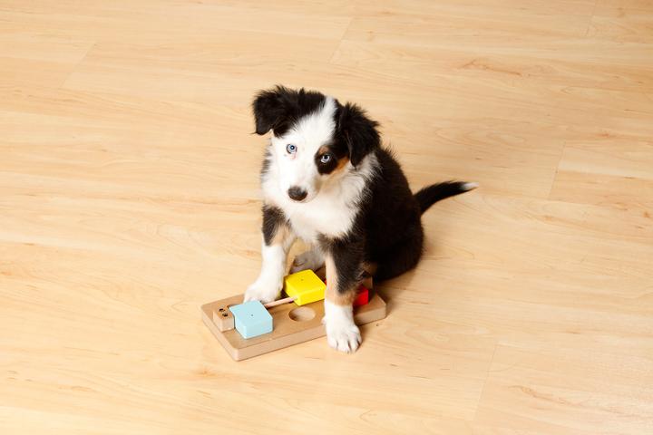 Produktbild Karlie Doggy Brain Train Rocky (Beschäftigungsspielzeug Hund)