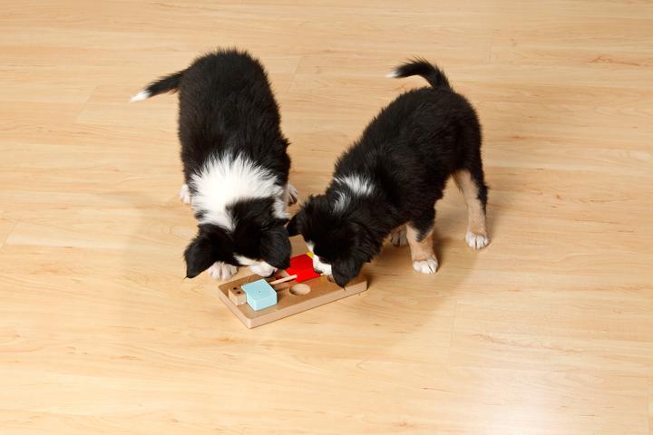 Produktbild Karlie Doggy Brain Train Rocky (Beschäftigungsspielzeug Hund)