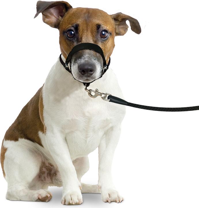 Actual product image Karlie Easy Leader (M, Dog, Walks)