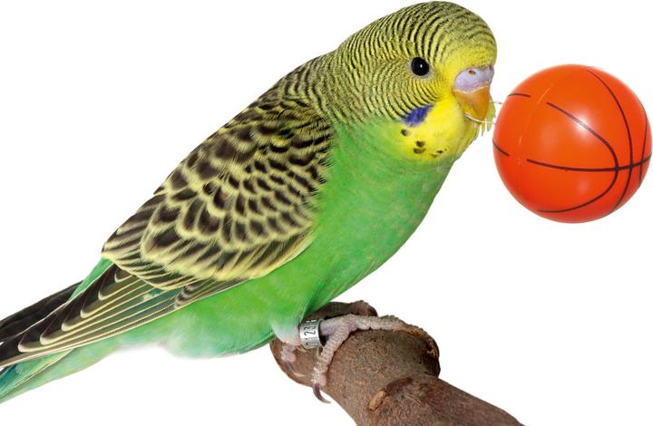 Produktbild Karlie Streetball