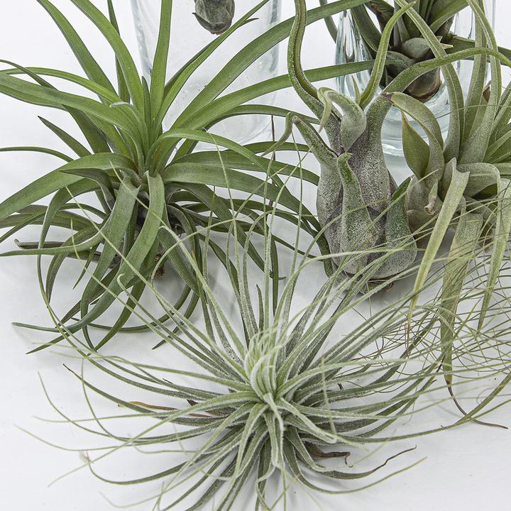 Actual product image Kakteen Gautschi Tillandsia Set 3 (15 cm)