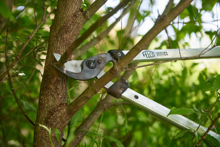 Actual product image Felco Branch shears 211-50