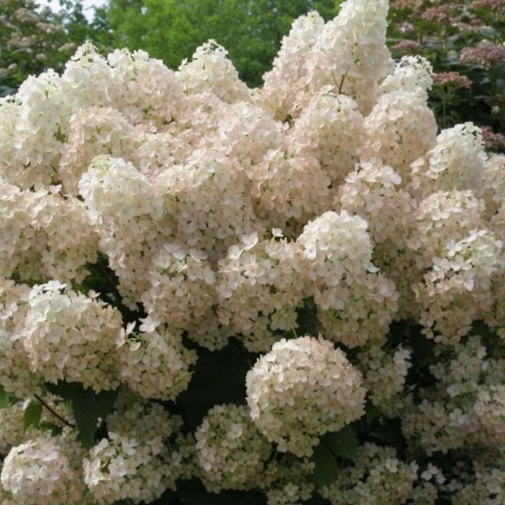 Image du produit Plant in a Box Hydrangea paniculata "Bobo" - Hortensia (25 cm)