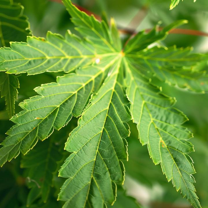 Immagine prodotto Plant in a Box Acer palmatum 'Going Green' - Japanischer Ahorn (35 cm)