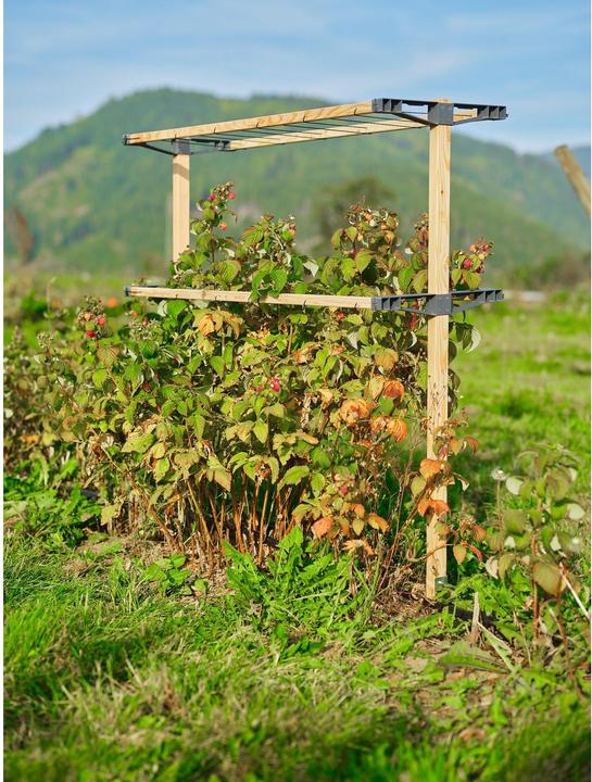 Actual product image Gusta Garden Berry Buddy (93 cm, 11.90 cm)