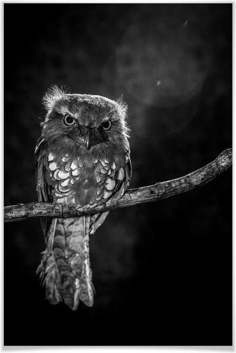 Image du produit Trenddeko Wilianto - Hibou furtif (80 x 120 cm)