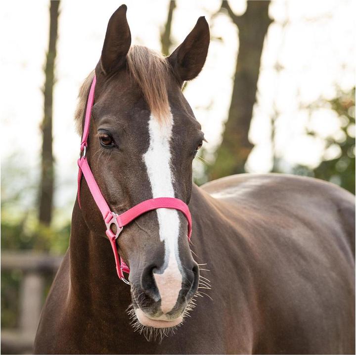 Qhp Nylon halter with sliding buckle