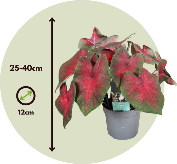 Image du produit Plant in a Box Caladium Postman Joyner - Lot de 2 Arum (25 cm)