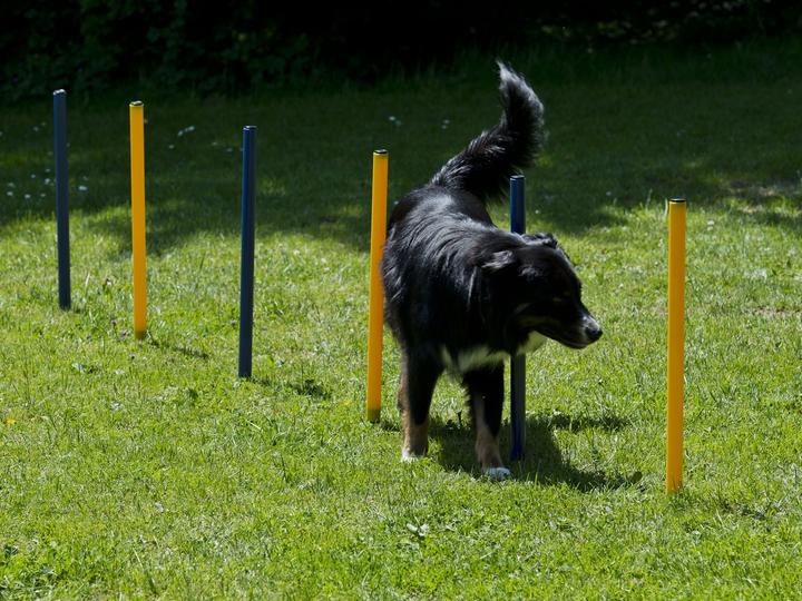 Image du produit Petcenter Kit de démarrage Agility 1 tunnel 60x152 cm, 4 piquets de slalom, 1 saut, 1 tapis de boxe (Taille unique, Agility)