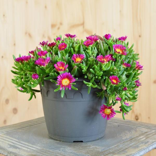 Image du produit Säntispracht Set de 2, Fleur de midi - Delosperma Hot Pink Wonder (15 cm)