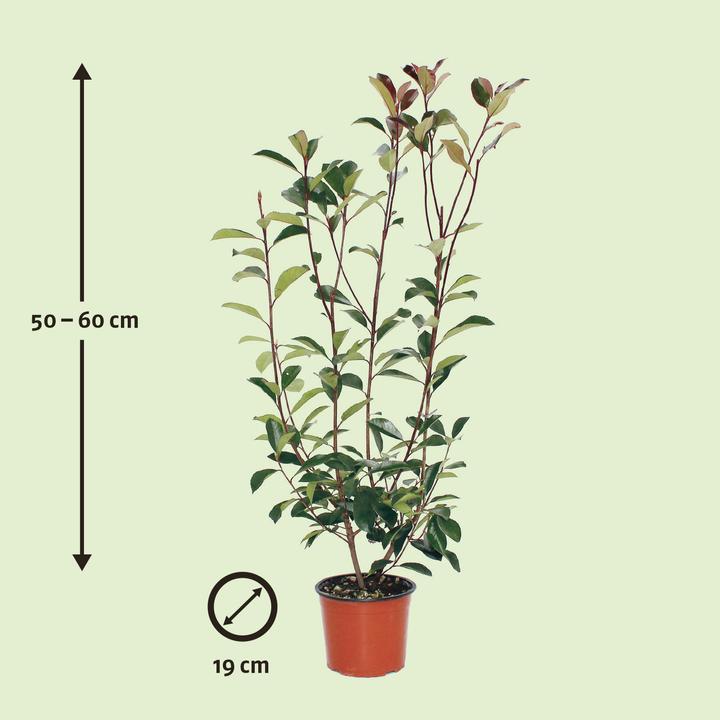 Image du produit Zulauf Photinia (60 cm)